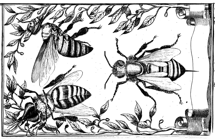 File:Bees 2.png