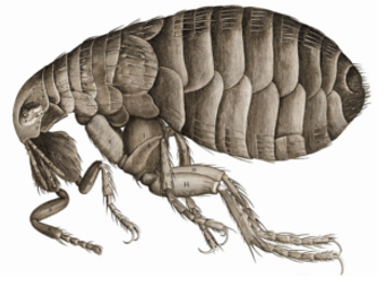 File:Flea.png