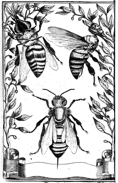 File:Bees 1.jpg